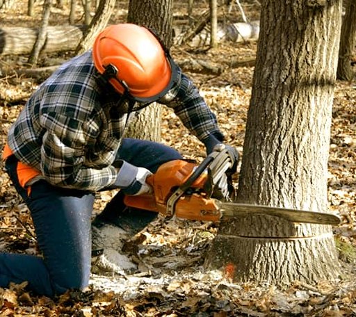 Tree Removal in Wilton, AR